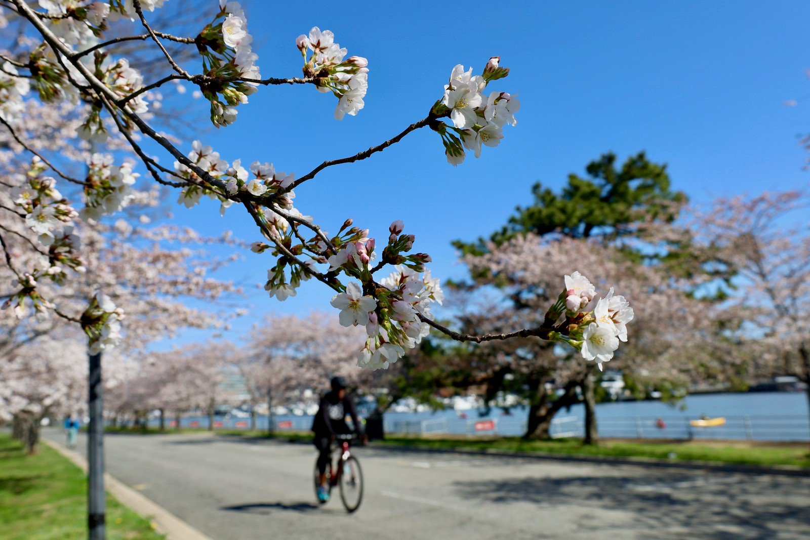 Biking among the blossoms Joe Flood Flickr