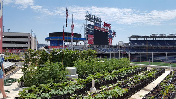 Nationals Park urban agriculture project