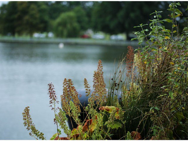 plants_and_water